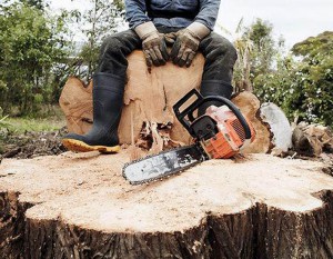 ДП «Уманський лісгосп» інформує про адміністративну та кримінальну відповідальність за здійснення незаконної рубки дерев!